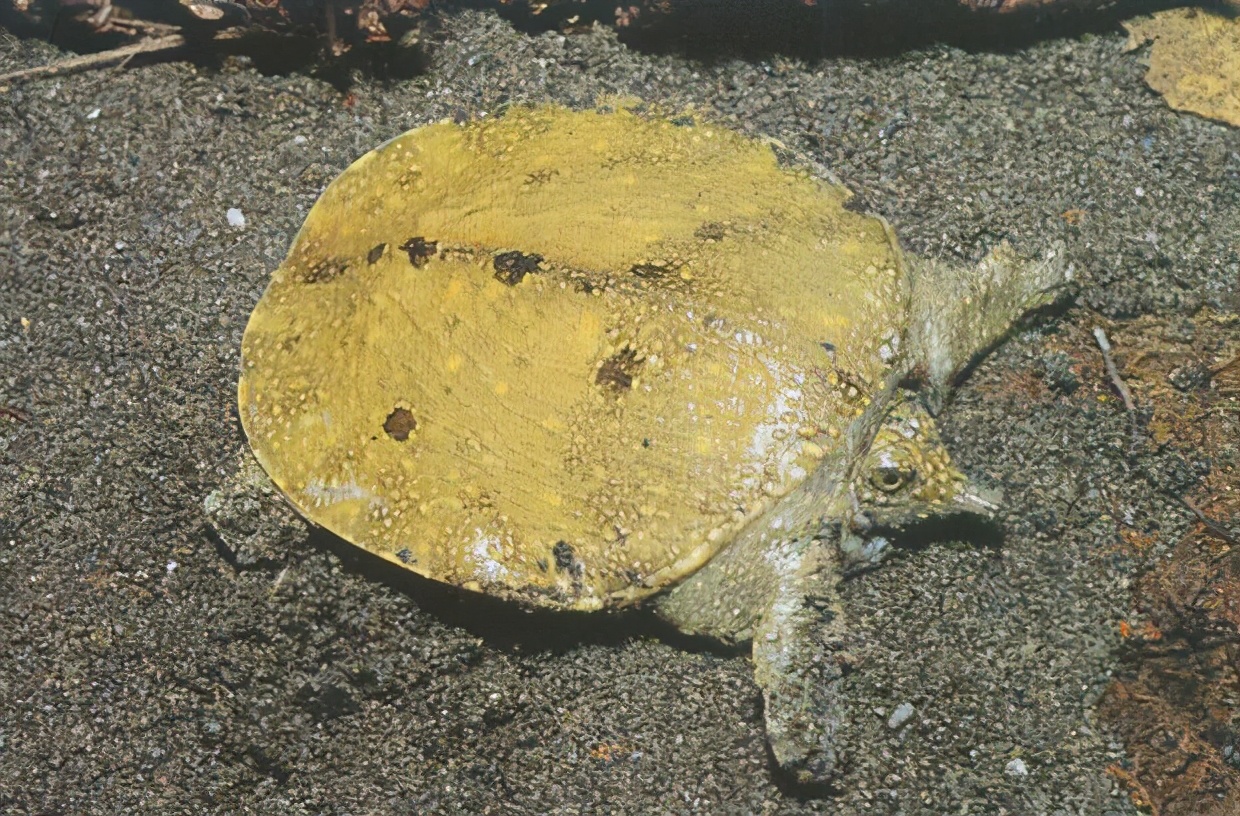 各种龟类图片大全大图,龟类展示会