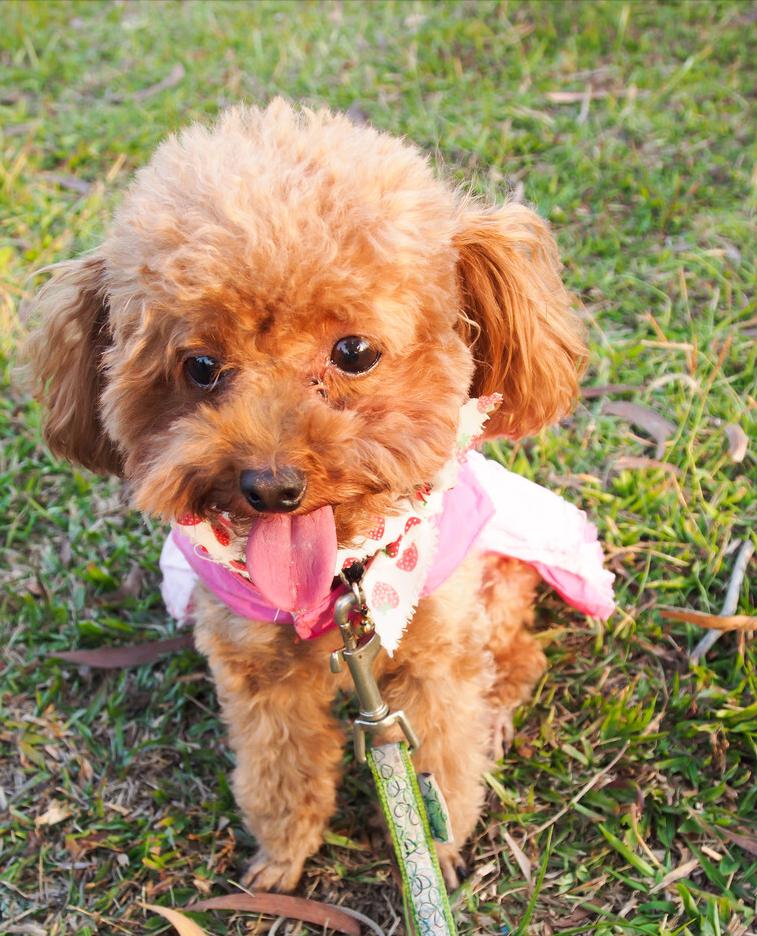 新手养泰迪犬要关注些什么,养泰迪犬需要关注啥