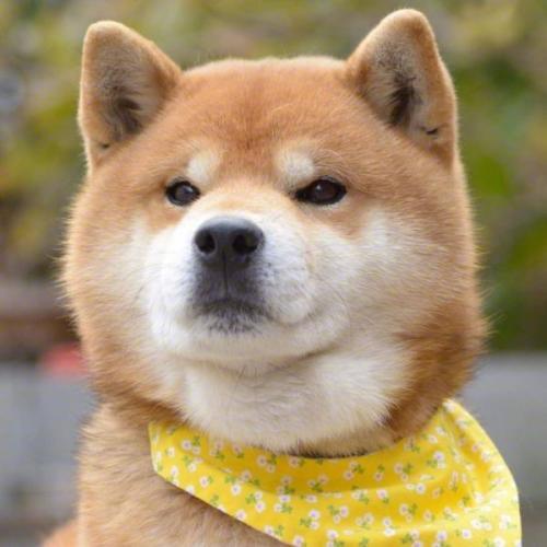 两个月小柴犬咬人行为纠正方法,小柴犬总是咬人怎么办