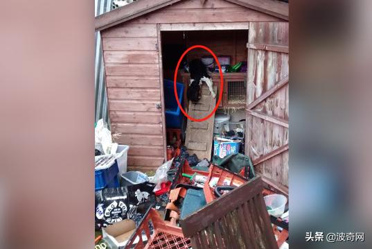 不喂狗会复位吗,不喂狗的下场