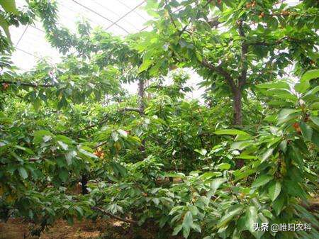 膨果喷什么药能让果实膨大,这个果实膨大剂配方既高效又安全