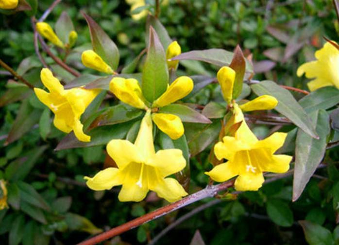 7种花很耐冻冬天也能开花,能消暑的5种花家里养一盆凉飕飕