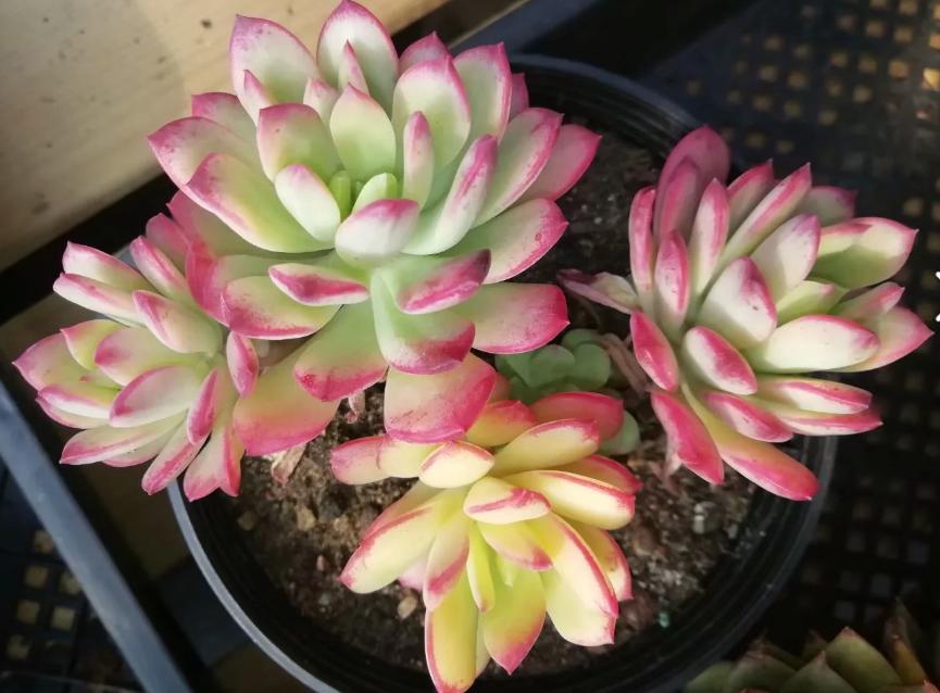 多肉养出状态来有多美？这102种多肉控养上色之后美呆了