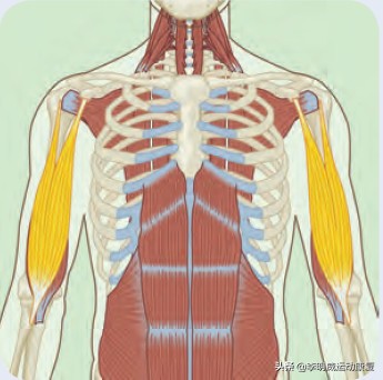 健身之后胳膊酸痛是怎么回事,健身后胳膊酸痛多久能恢复