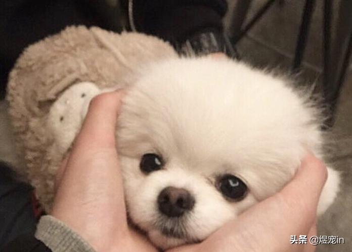 小区狗狗随处大小便怎么办,怎么让狗狗不随地大小便教程