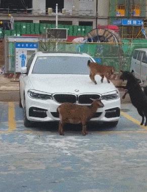 公路车搞笑gif,越野技术搞笑gif