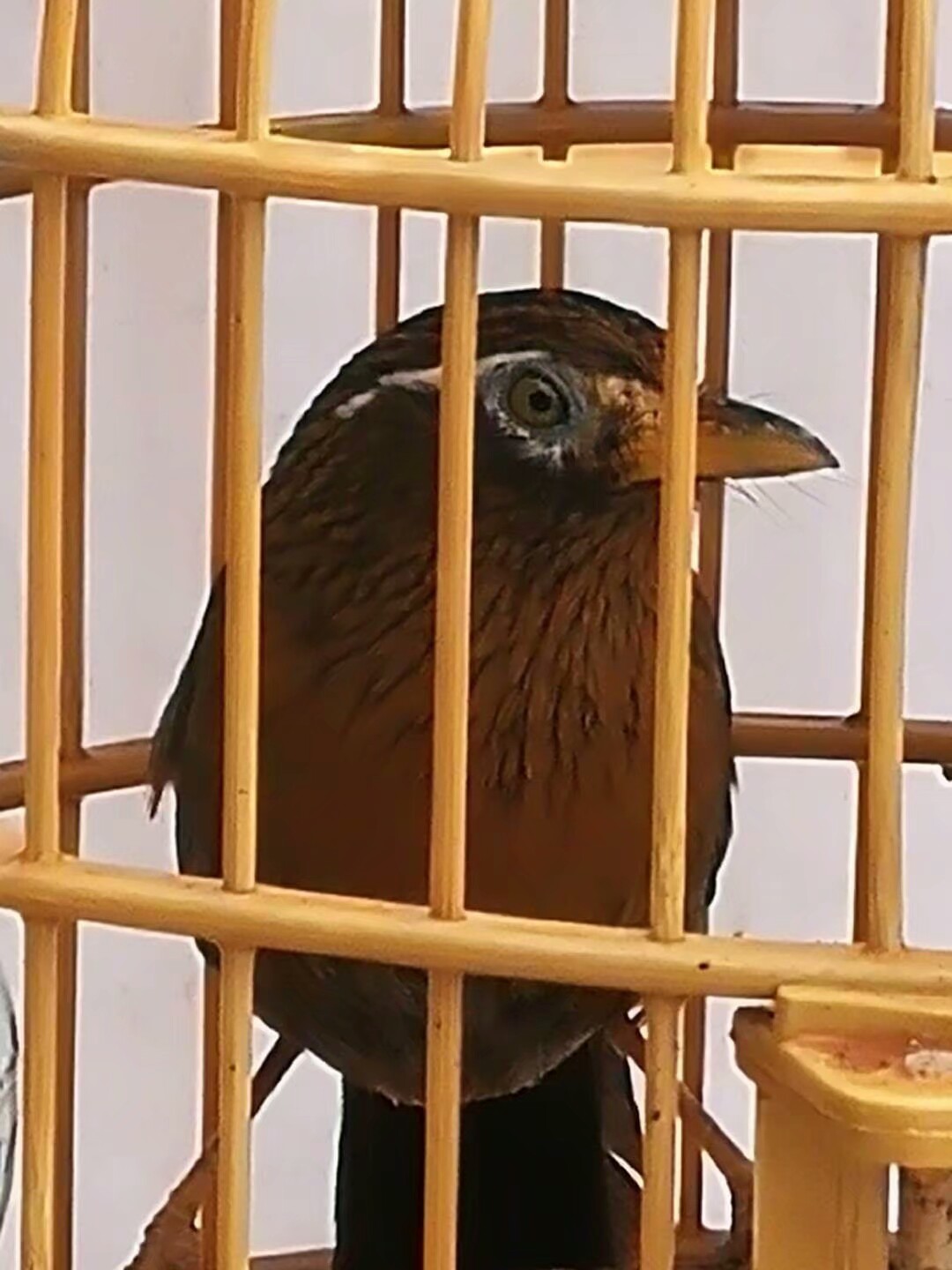 关于画眉打鸟的胜负的关注事项