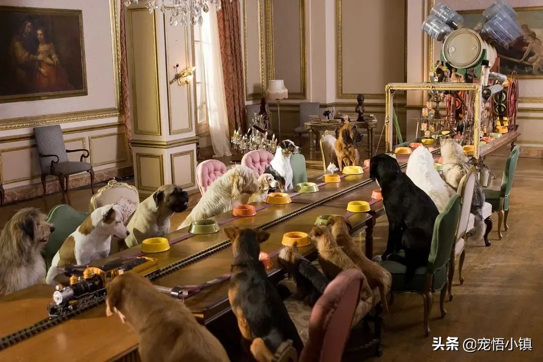 什么都可以拼的上海名媛，却拼不起这些“四脚吞金兽”