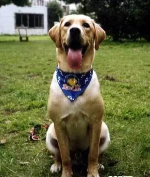 世界公认狗排名,世界名狗排名