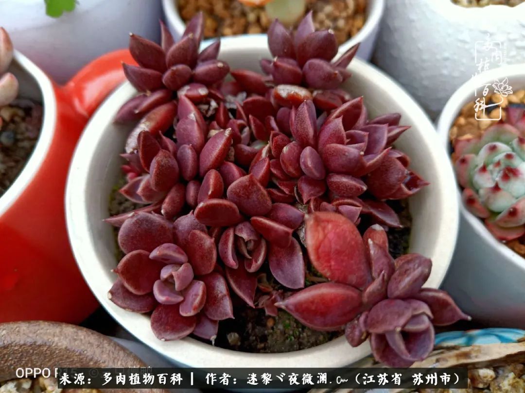 围观多肉版武林大会，一起穿越吧,下