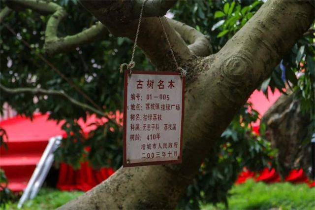 广州天价荔枝50万一颗在哪个公园,荔枝天价55万