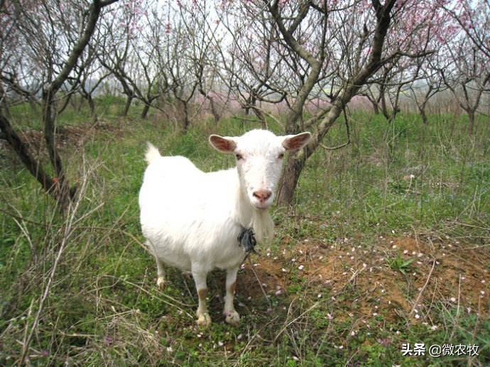 怀孕四个月的母羊有什么症状,母羊怀孕一定要关注哪几点