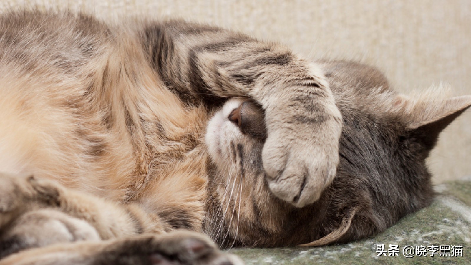 猫咪清洁耳螨如何不伤耳朵,猫耳朵清理需要关注什么