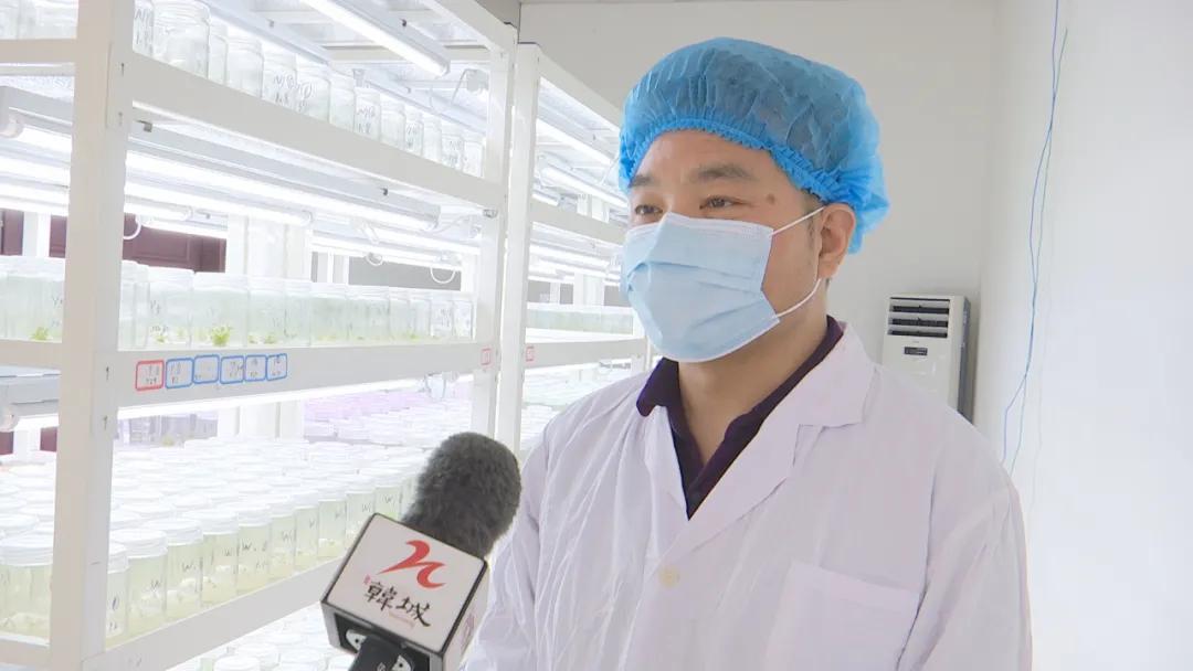 韩城花椒栽培 (韩城花椒太空育苗)