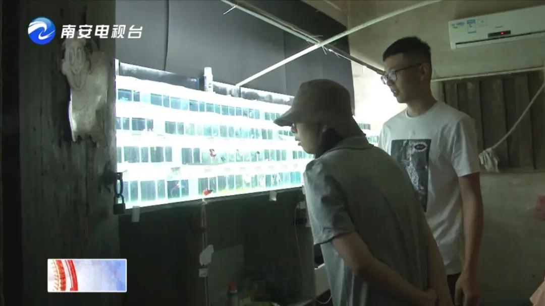 90后小伙的“斗鱼”梦：泰国斗鱼从南安“游”到全国各地！