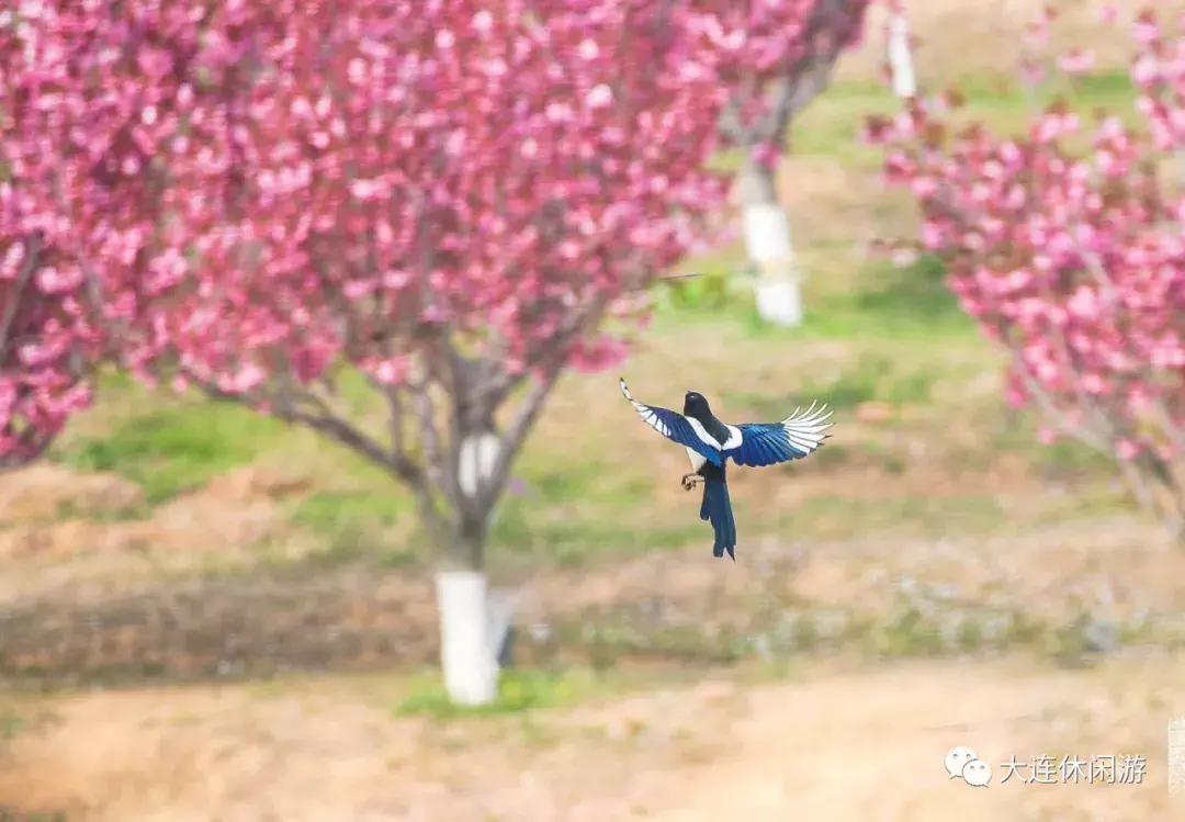 大连西山公园花海,大连郁金香花海