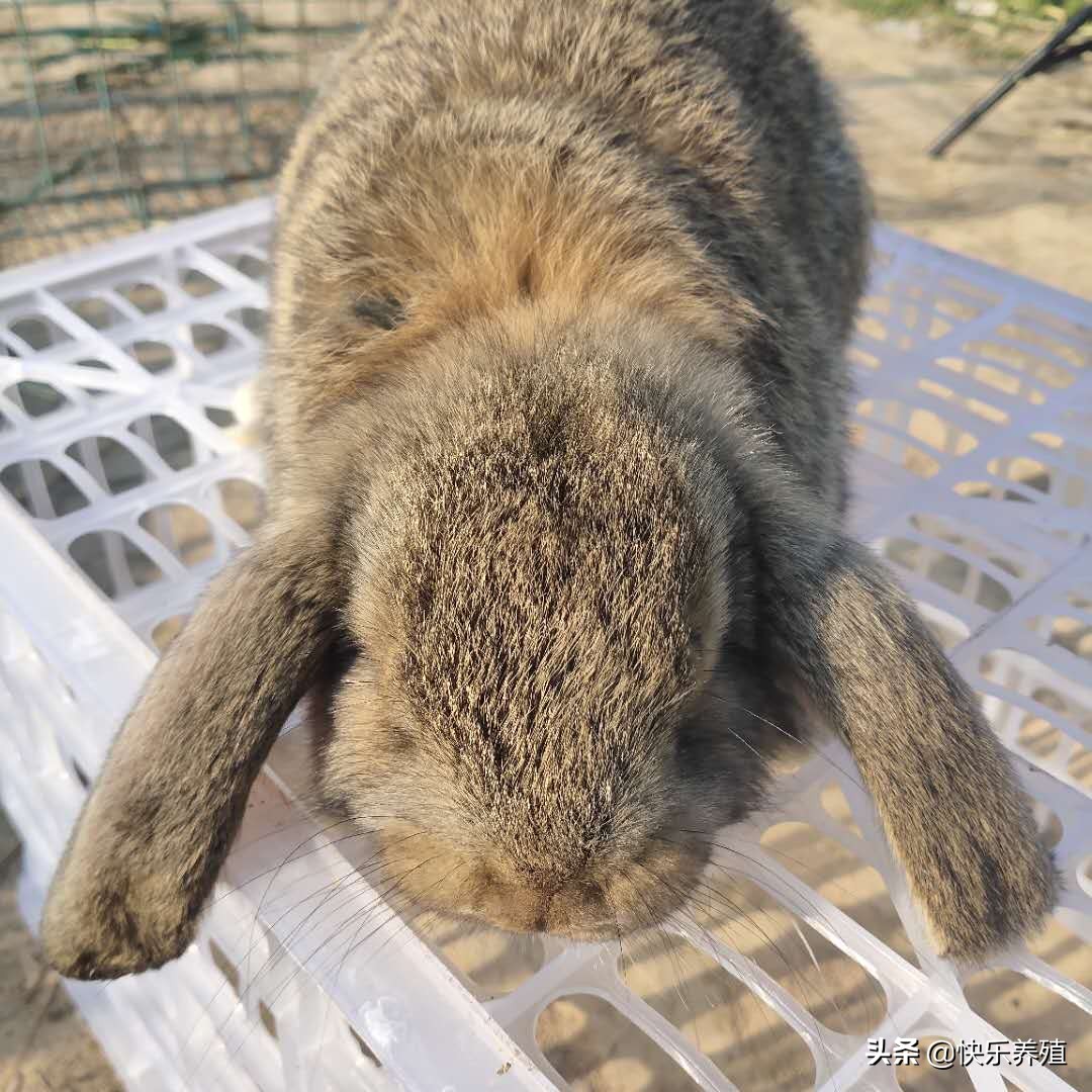 养兔如何防治兔鼻炎,兔菌病怎么治疗最好