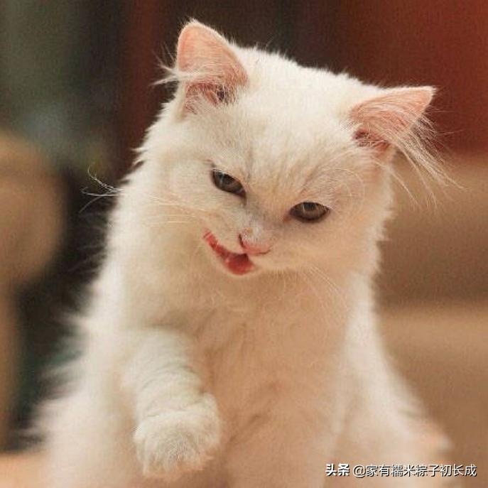 猫咪不用猫砂乱拉乱尿怎么办,猫咪乱叫乱尿是猫咪发的求救信号