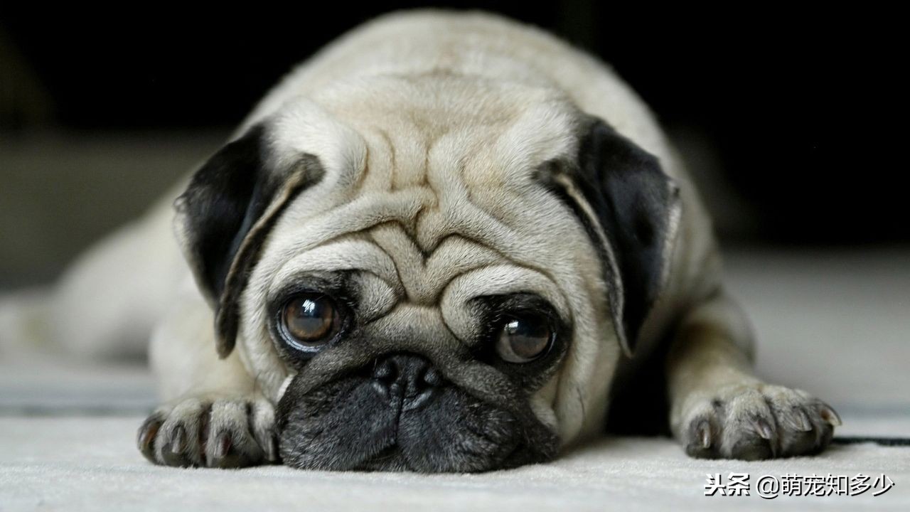 怎么区分好的沙皮狗,真正的沙皮狗是什么样的