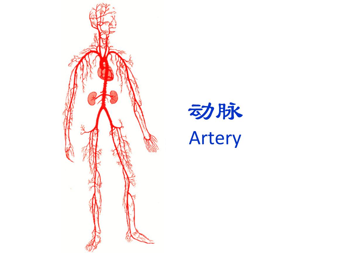 丙酸血症是怎么引起的啊,丙酸血症是什么意思