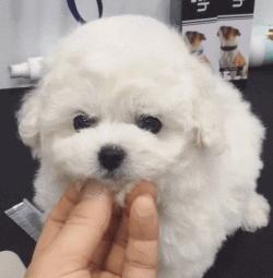 超级可爱呆萌的小奶狗,全种类小奶狗超萌合集