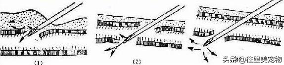 带狗狗打针,狗打完针后鼓包是不是药没打进去