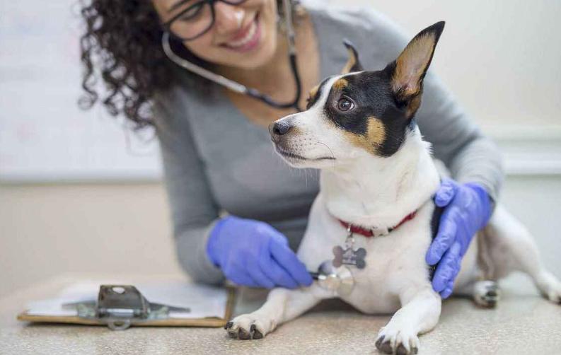 狗狗贪吃怎么教训它,狗狗特别贪吃怎么喂都不饱