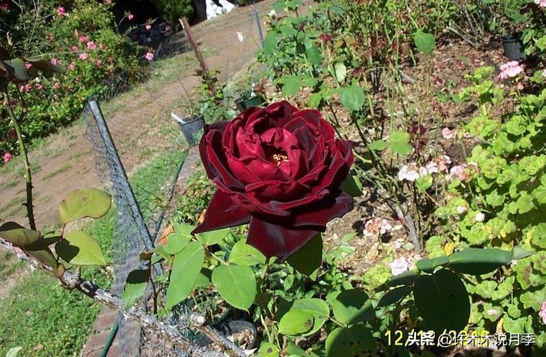 世上有黑色的花吗,世上有黑玫瑰吗