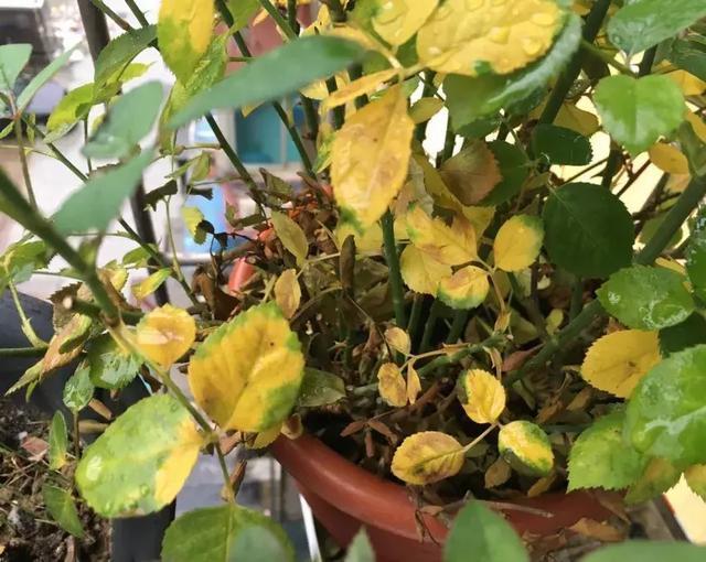 月季的叶片油亮和不油亮的区别,月季花苞没开完烂掉了怎么治