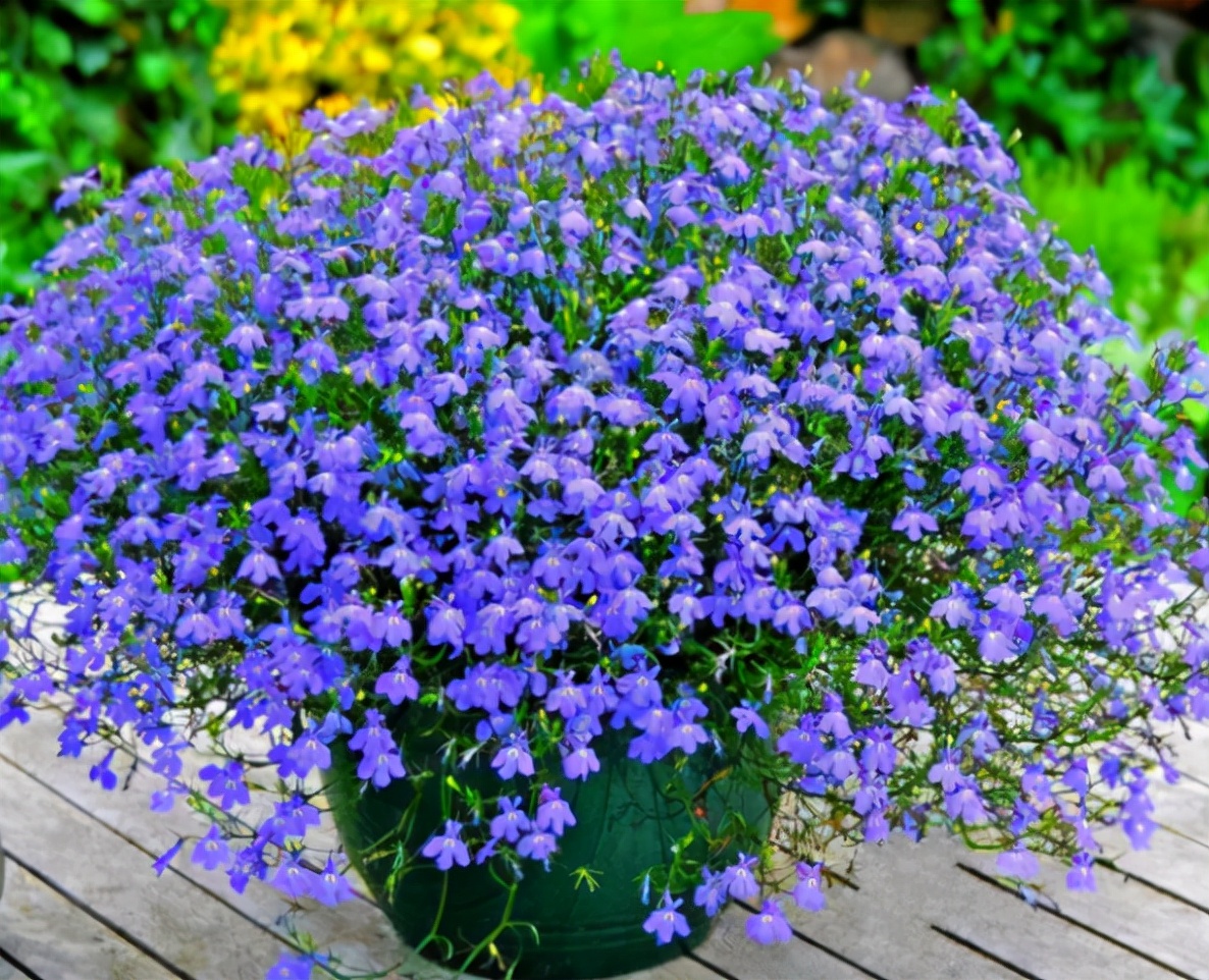 除了塑料花，还有这4种花，能够全年开花不断，只要条件达到即可