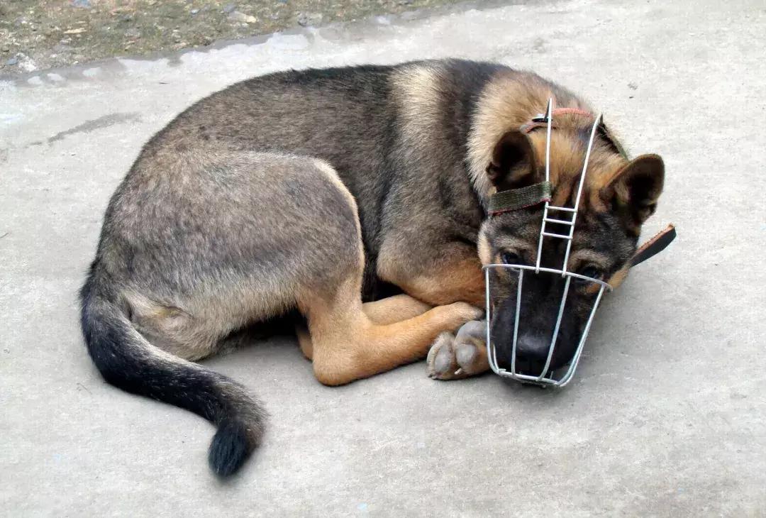 犬猫在什么情况下才会传染狂犬病,狂犬病是患病的猫才会传播的吗