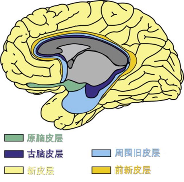 新皮层和旧皮层,从进化的角度分析