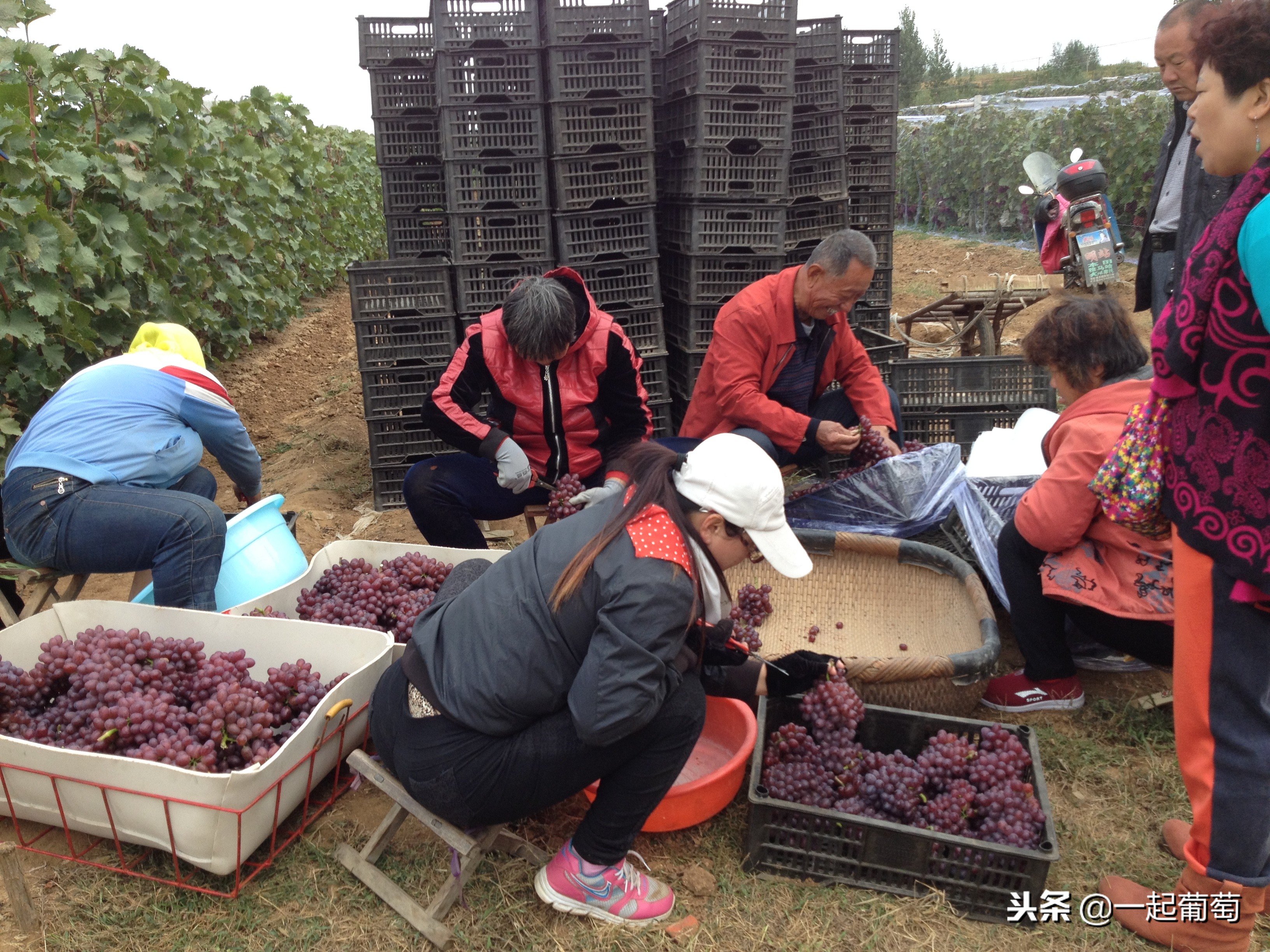 葡萄的来历小故事,收葡萄什么梗