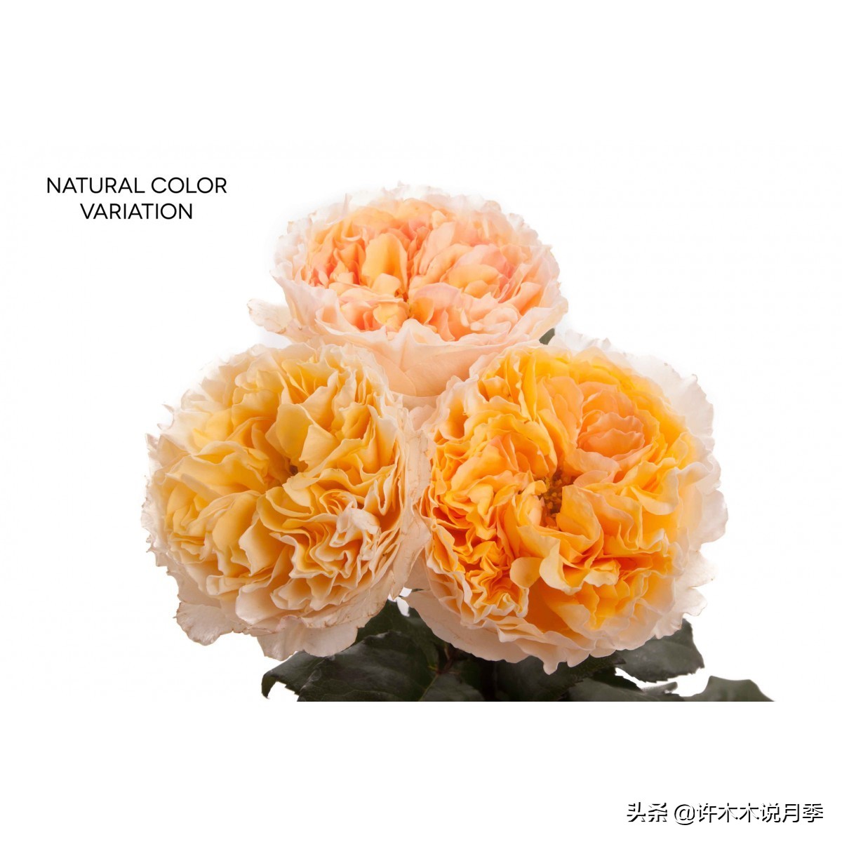 没钱别种欧月，有钱人才能种得起？木木教你用最少的钱种好欧月