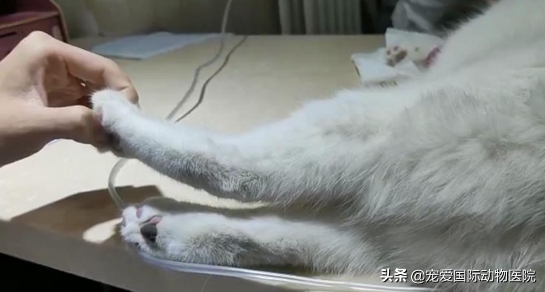猫肥厚型心肌病的预防措施,猫肥厚型梗塞性心肌病