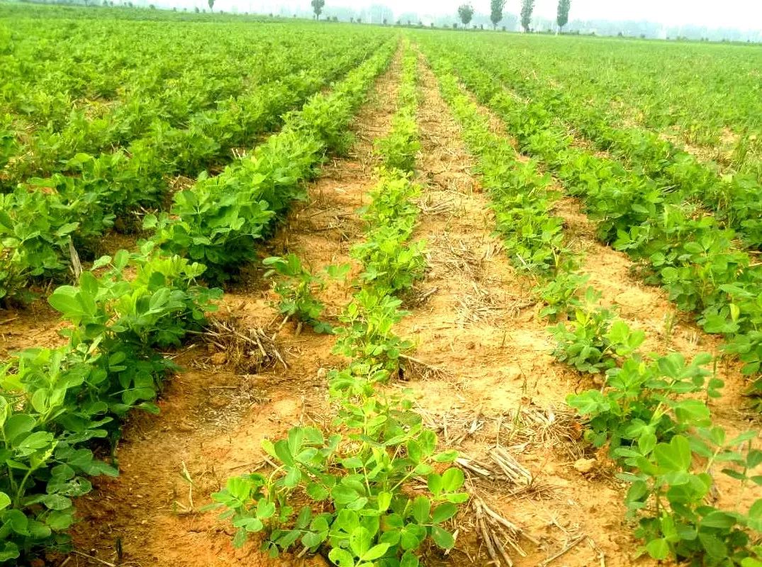 花生卷叶什么病用什么药,花生卷叶是不是病怎么治