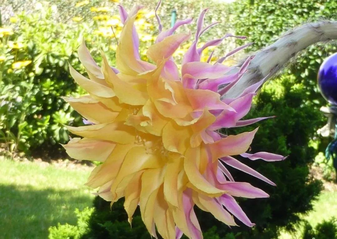 100种仙人球的品种视频,仙人球100种图片高清大图