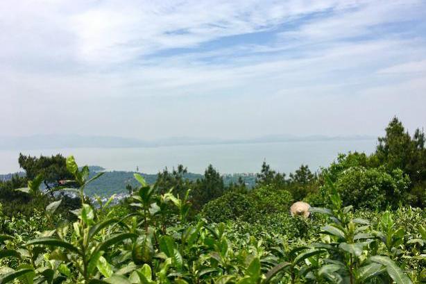 姑苏人都不知道的轻徒步道，穿越万亩茶园，将苍茫的太湖尽收眼底