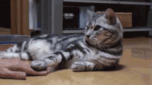 猫猫为什么喜欢躲在暗处扑人,猫猫为什么把爪子藏起来