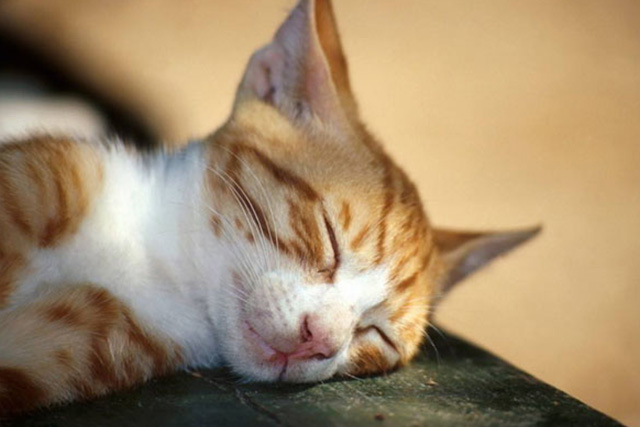 猫咪得了胰腺炎应该选什么猫粮,猫咪胰腺炎肚子疼缓解方法