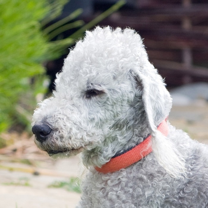 世界上最昂贵的10只狗,世界上最昂贵的狗品种