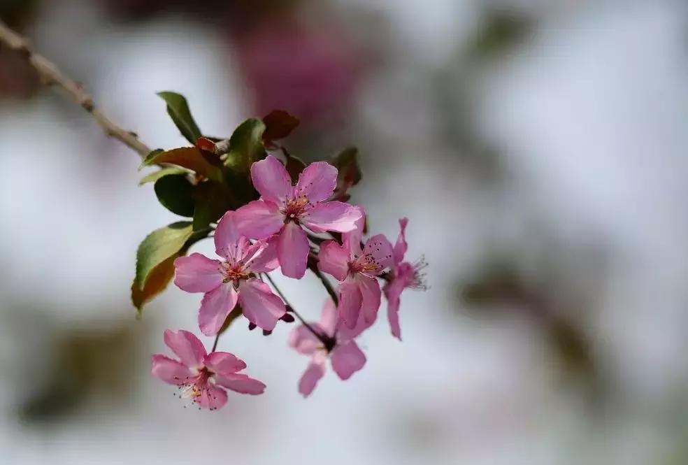 脸反复过敏怎么彻底治愈,过敏症状反复发作的原因
