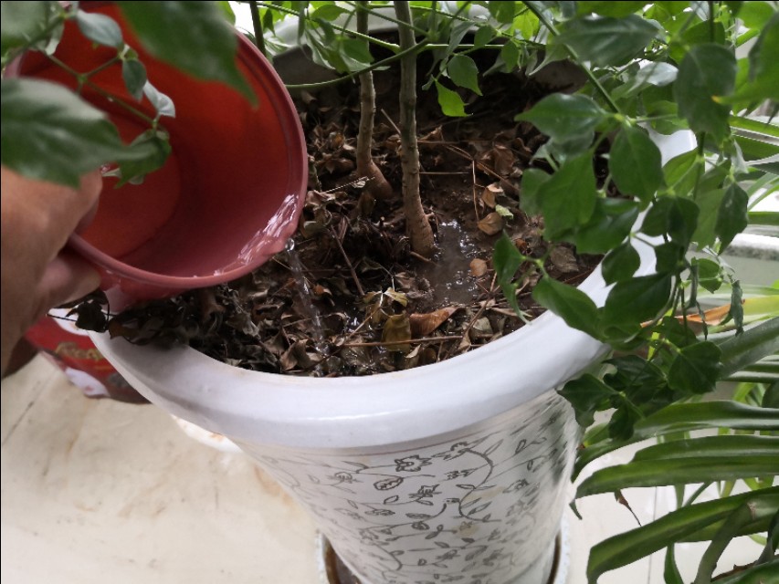 幸福树卷叶是什么原因引起的,幸福树生虫怎么解决