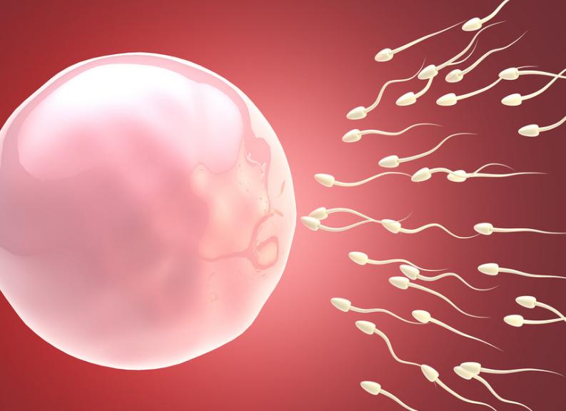 “精子”进入女人体内后，没有受精的都去了哪里？看完或许会明白