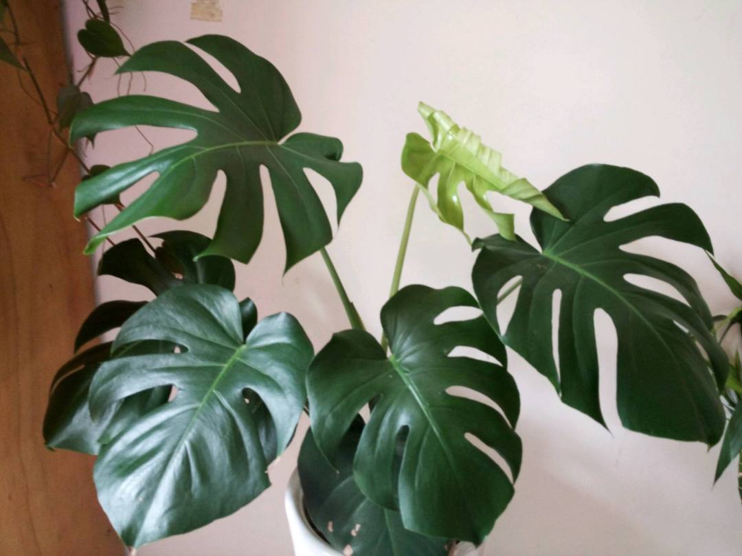 龟背竹开花有什么寓意,龟背竹寓意好又漂亮