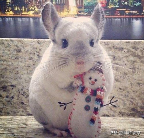 龙猫训练方法和关注事项,龙猫要准备哪些用品