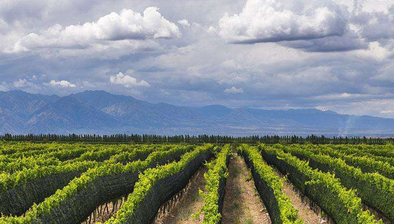 阿根廷顶级红酒推荐哪个,三品红酒