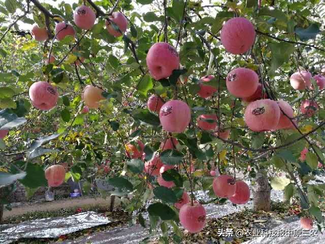 上海海证期货,海证期货是正规平台吗