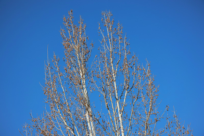史上最轻便长焦利器佳能RF70-200mmF4L镜头评测