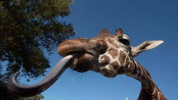 动物舌头的“功能”对于动物来说舌头而是一件“厉害的*器武**”